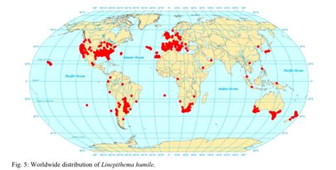 largest ant colony map|How the World Became A Giant Ant Colony .